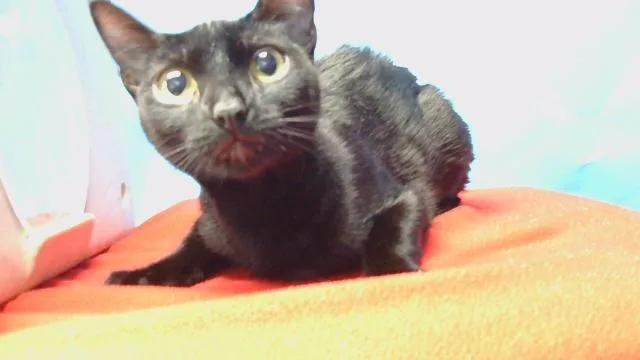 A young medium-sized female Domestic Short Hair cat named Dolly for adoption in Gardena, CA