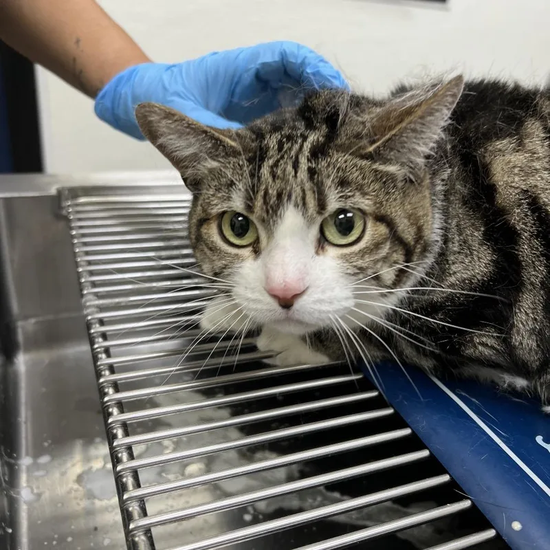 An adult small-sized female Domestic Short Hair cat named Bertha for adoption in Lake Jackson, TX