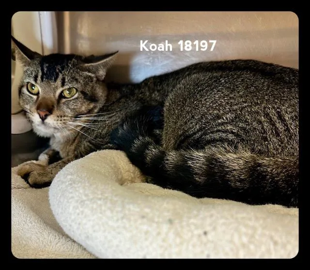A young medium-sized male Tabby (Brown / Chocolate) Domestic Short Hair cat named Koah for adoption in Marietta, GA