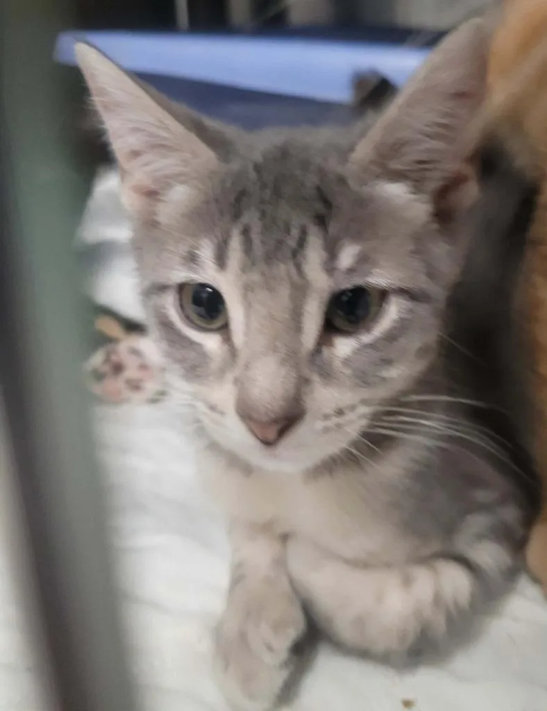 A baby small-sized female Domestic Short Hair cat named IceBox for adoption in Republic, MO