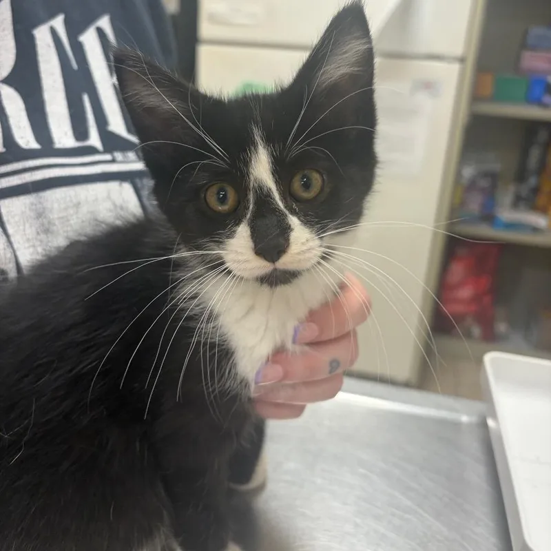 A baby small-sized female Black Domestic Short Hair cat named Dodge for adoption in Pekin, IL