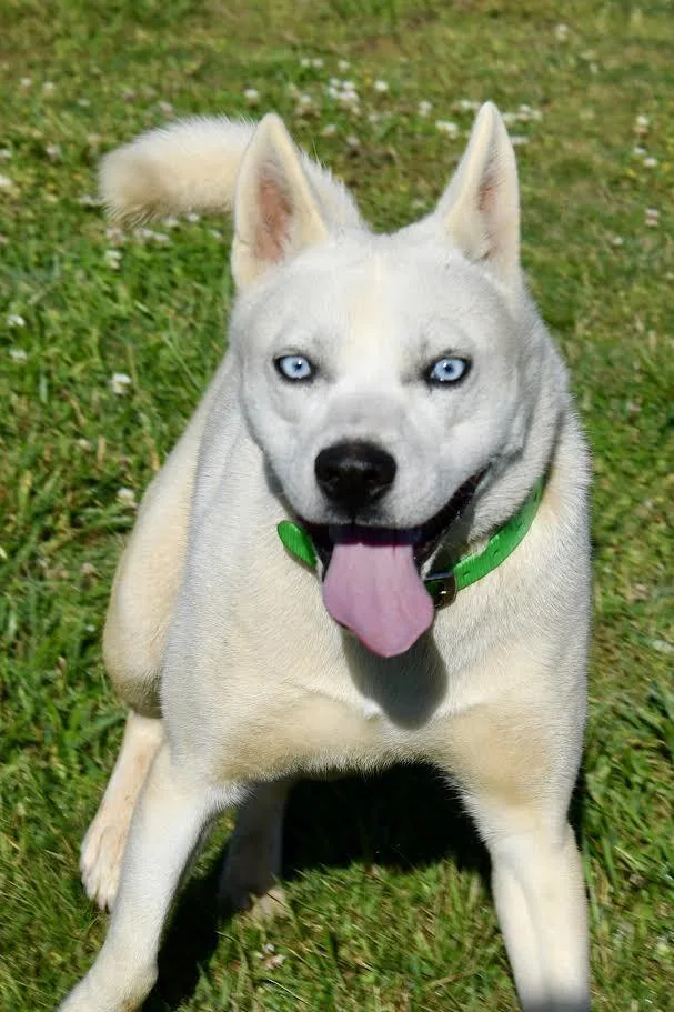 A young large-sized male White / Cream Husky dog named Skye for adoption in Maryville, TN