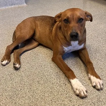 An adult medium-sized female Red / Chestnut / Orange Mixed Breed dog named Intel for adoption in Lansing, MI