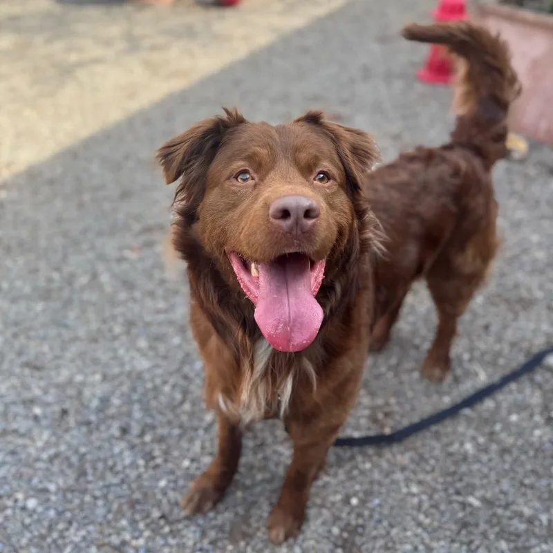 An adult large-sized male Brown / Chocolate Mixed Breed dog named Coco for adoption in Fairport, NY