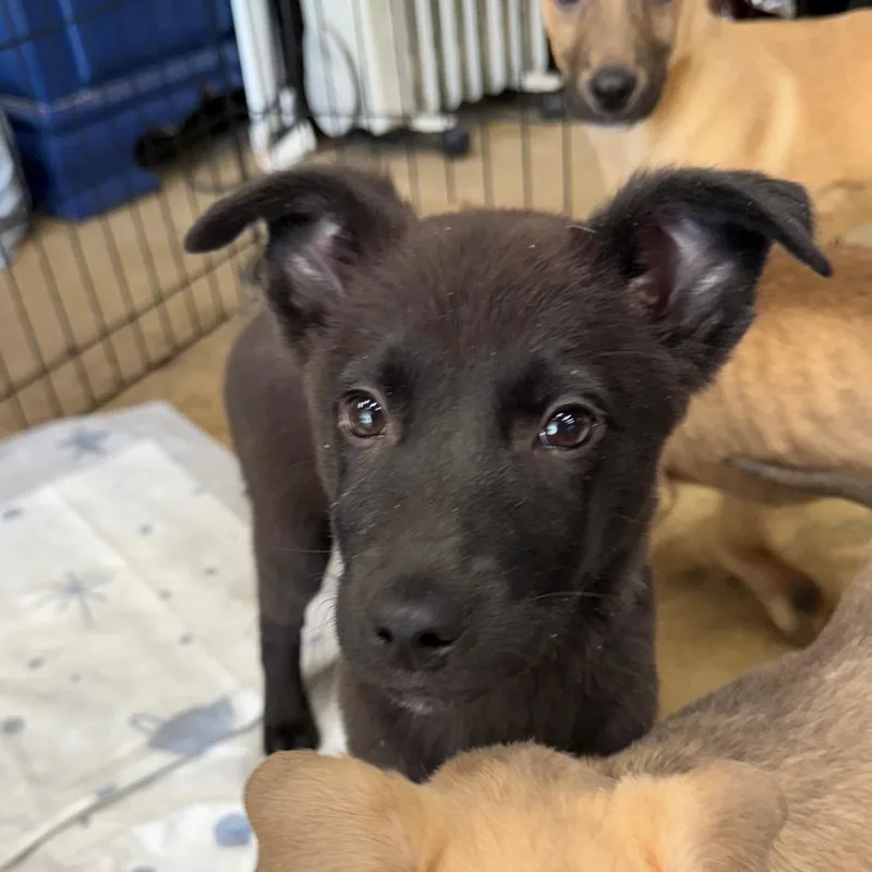 A baby small-sized female Black German Shepherd Dog dog named Denali for adoption in Rockville, MD