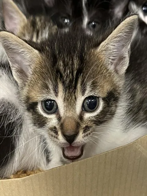 A baby small-sized male Brown / Chocolate Domestic Short Hair cat named Jefferson for adoption in Tavares, FL
