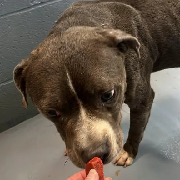 An adult medium-sized male Brown / Chocolate Mixed Breed dog named Rocky for adoption in Gadsden, AL