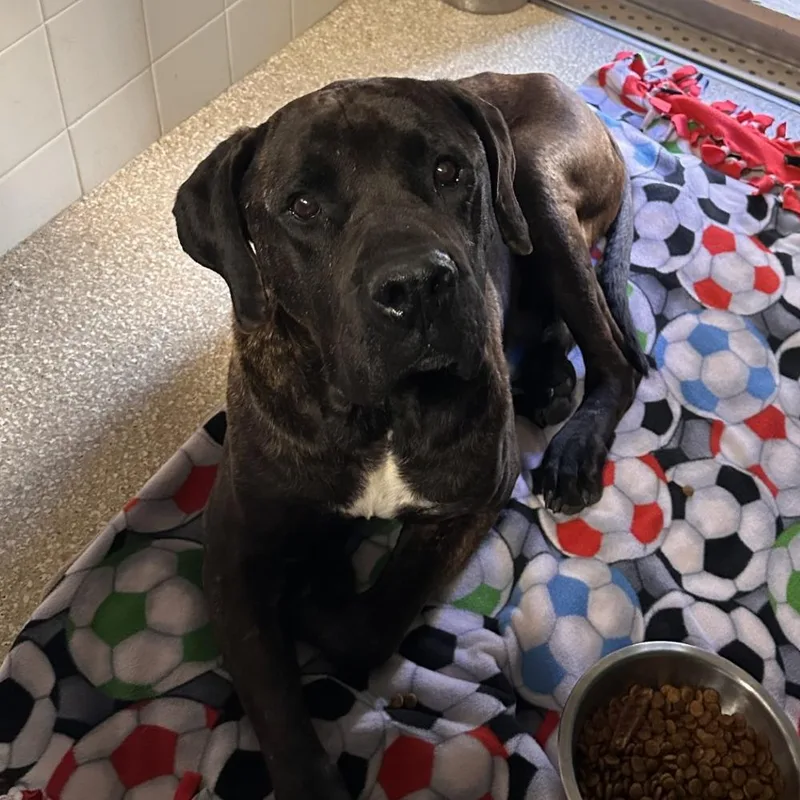 An adult extra large-sized male Black Presa Canario dog named Frankie for adoption in Reno, NV
