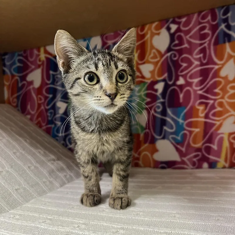 A baby small-sized male Brown / Chocolate Domestic Short Hair cat named Jesse for adoption in Naples, FL