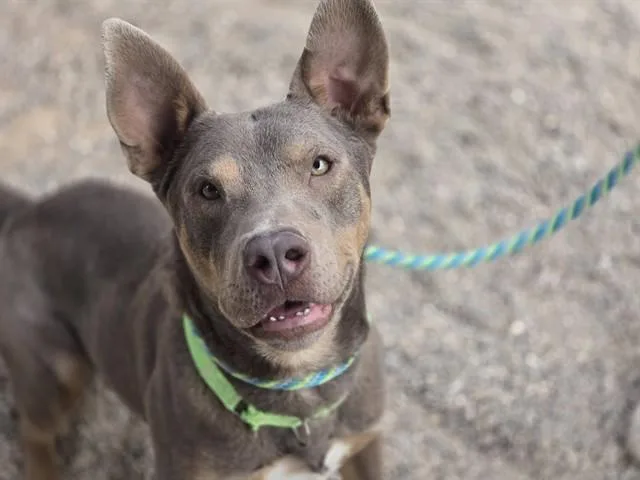 An adult large-sized male Pit Bull Terrier dog named Cypher for adoption in Tucson, AZ