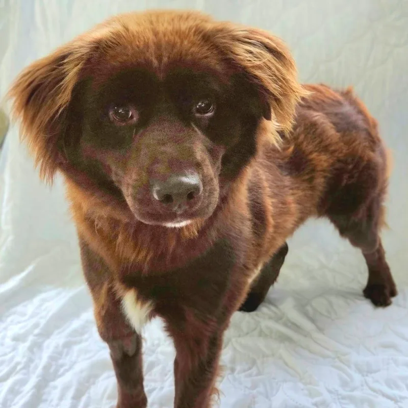 A young medium-sized male Red / Chestnut / Orange Cattle Dog dog named Smokey for adoption in Franklin, NC