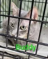 A senior large-sized male Domestic Short Hair cat named Buddy for adoption in Moline, IL
