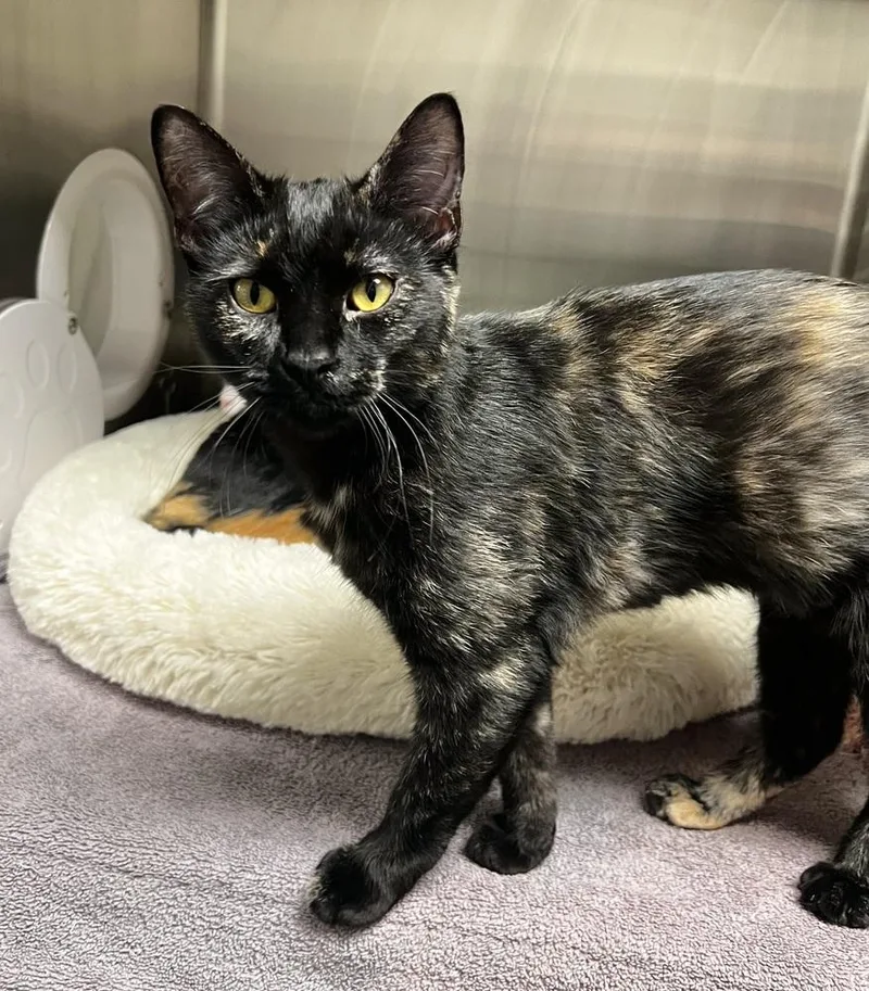 Maybelline thumbnail 2