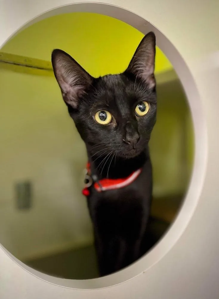 An adult small-sized female Black Domestic Short Hair cat named Xtinah aka Christina for adoption in Virginia Beach, VA