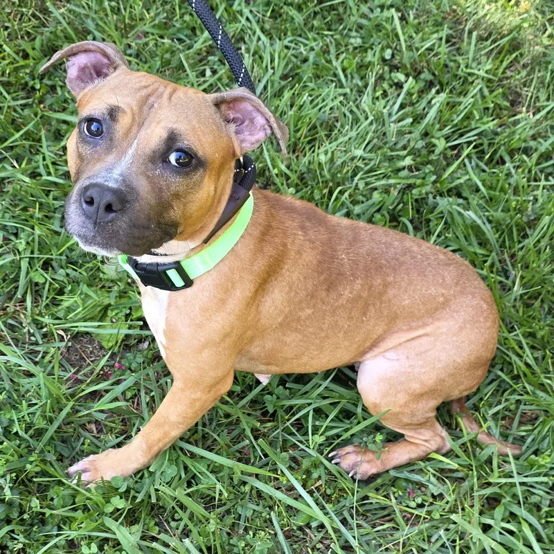 An adult medium-sized male Yellow / Tan / Blond / Fawn Mixed Breed dog named Thistle for adoption in Greensboro, NC