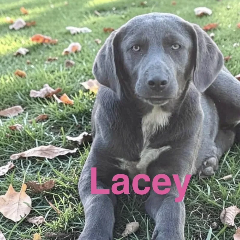 Lacey thumbnail 5