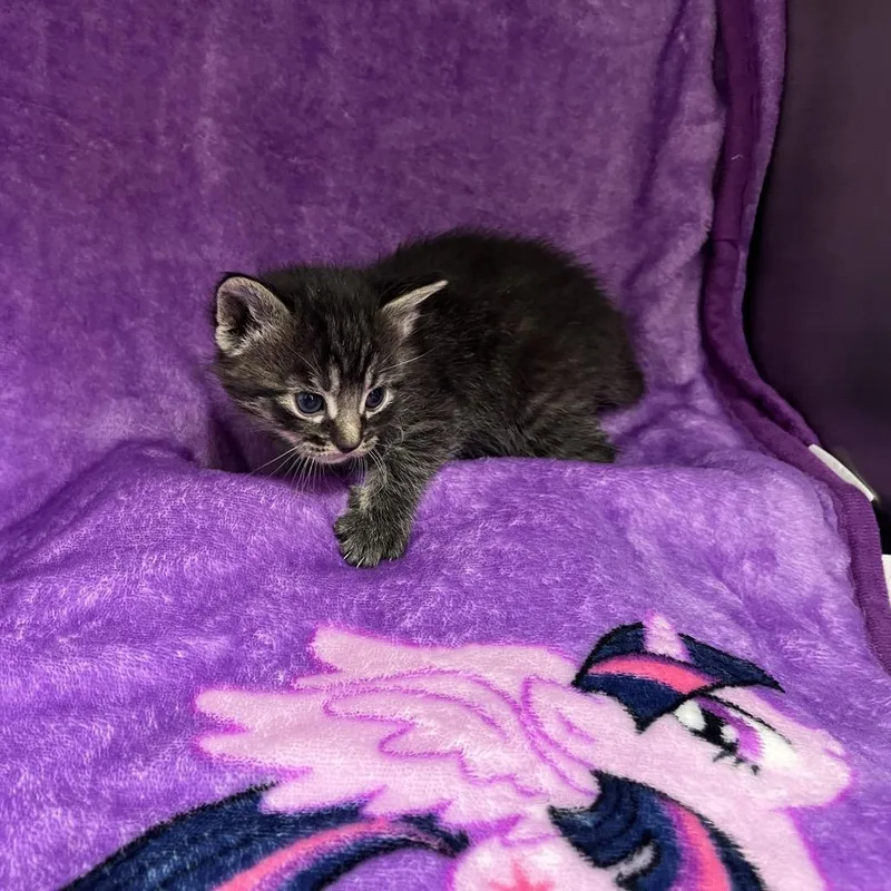 A baby small-sized female Gray / Blue / Silver Domestic Medium Hair cat named Clio for adoption in Henderson, NV