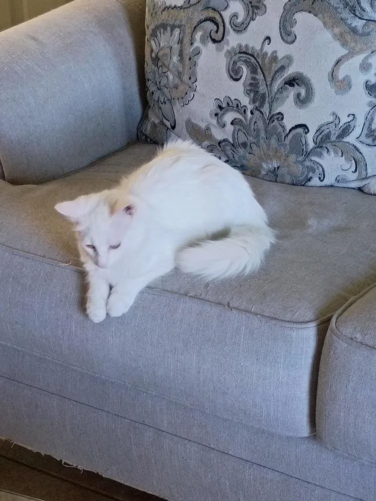 A baby small-sized female White Domestic Long Hair cat named Tomasina for adoption in Thatcher, AZ