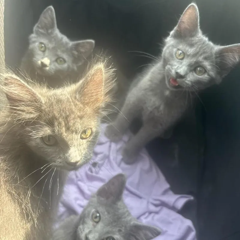 A baby small-sized male Gray / Blue / Silver Domestic Short Hair cat named Moe C for adoption in Princeton, MN