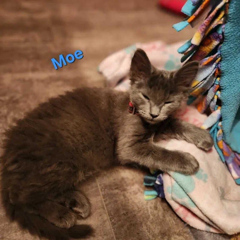 Moe C thumbnail 2