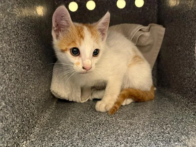 A baby small-sized male Domestic Short Hair cat named Mario for adoption in Tustin, CA