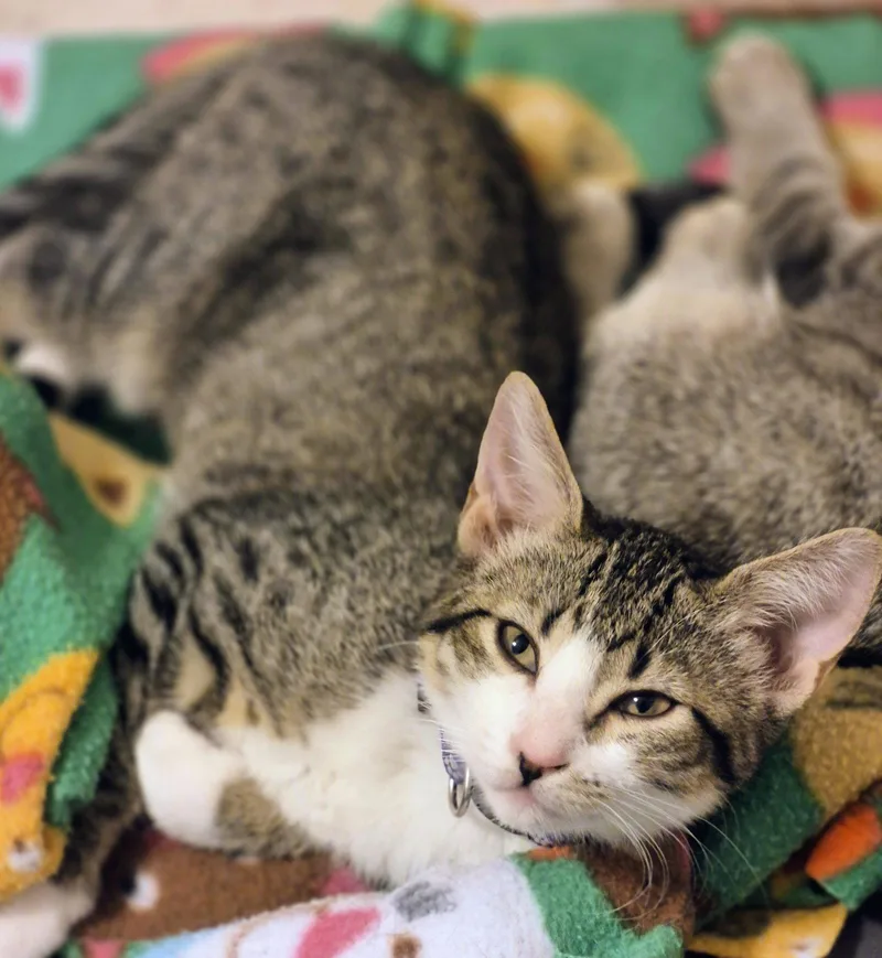 A young medium-sized female Domestic Short Hair cat named Princess Di for adoption in Phoenix, AZ