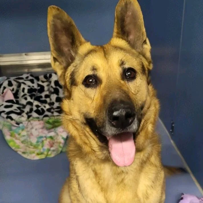 An adult large-sized male German Shepherd Dog dog named Edgar for adoption in Norfolk, NE