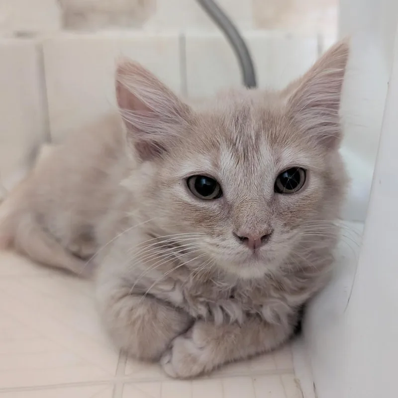 A baby small-sized female Buff / Tan / Fawn Domestic Medium Hair cat named Baltimore Bean Bandit for adoption in Baltimore, MD