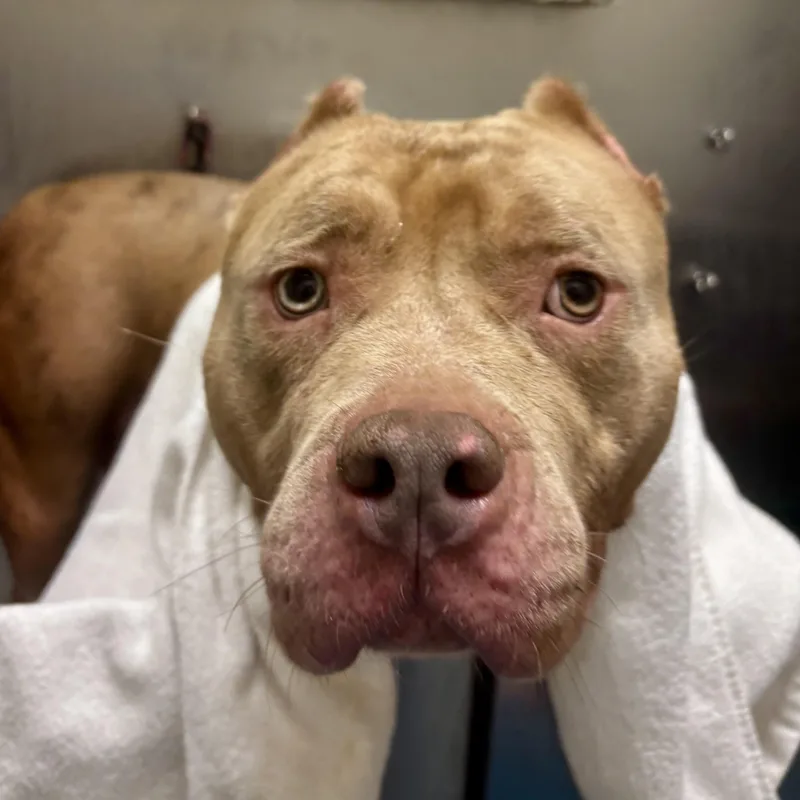An adult large-sized female Merle (Red) American Bully dog named Hilary Duff for adoption in Buffalo, NY