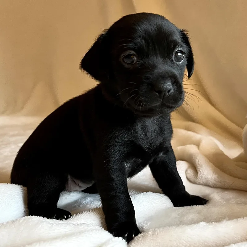 A baby small-sized female Black Chihuahua dog named Megara for adoption in Liverpool, TX