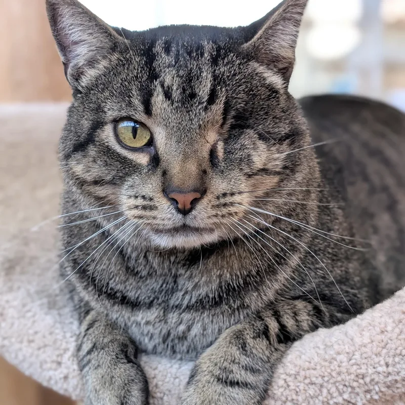 An adult large-sized male Tabby (Brown / Chocolate) Domestic Short Hair cat named OneEyed Jack for adoption in Saint Louis, MO