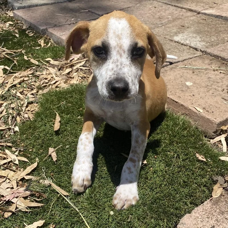 Mia