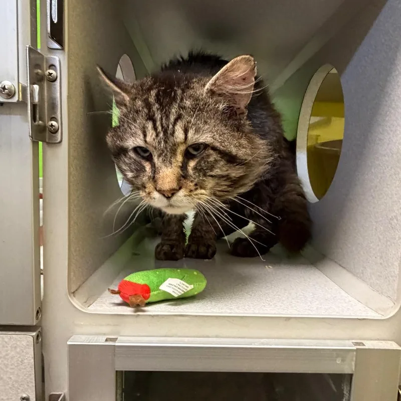 A senior large-sized male Brown / Chocolate Domestic Long Hair cat named Bojack for adoption in Parkersburg, WV