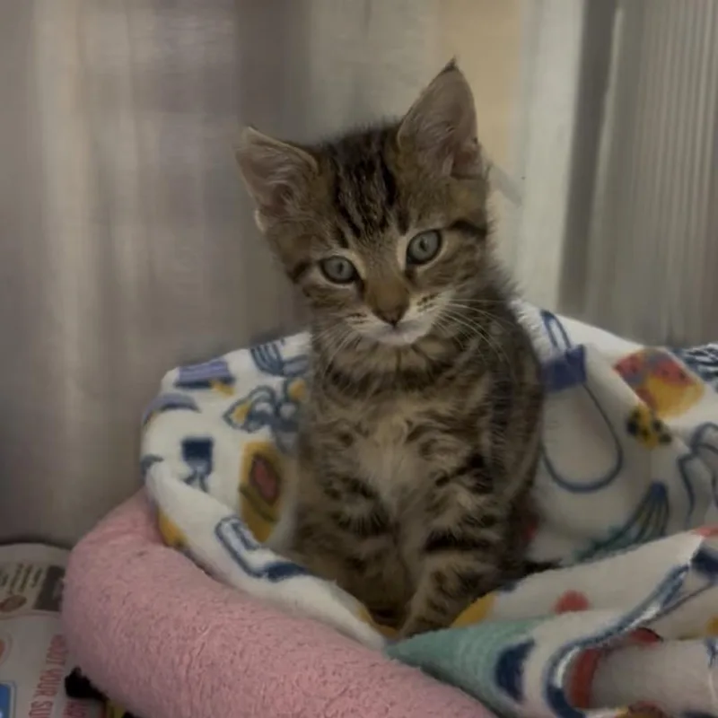A baby small-sized male Brown / Chocolate Domestic Short Hair cat named Zippy for adoption in Naperville, IL