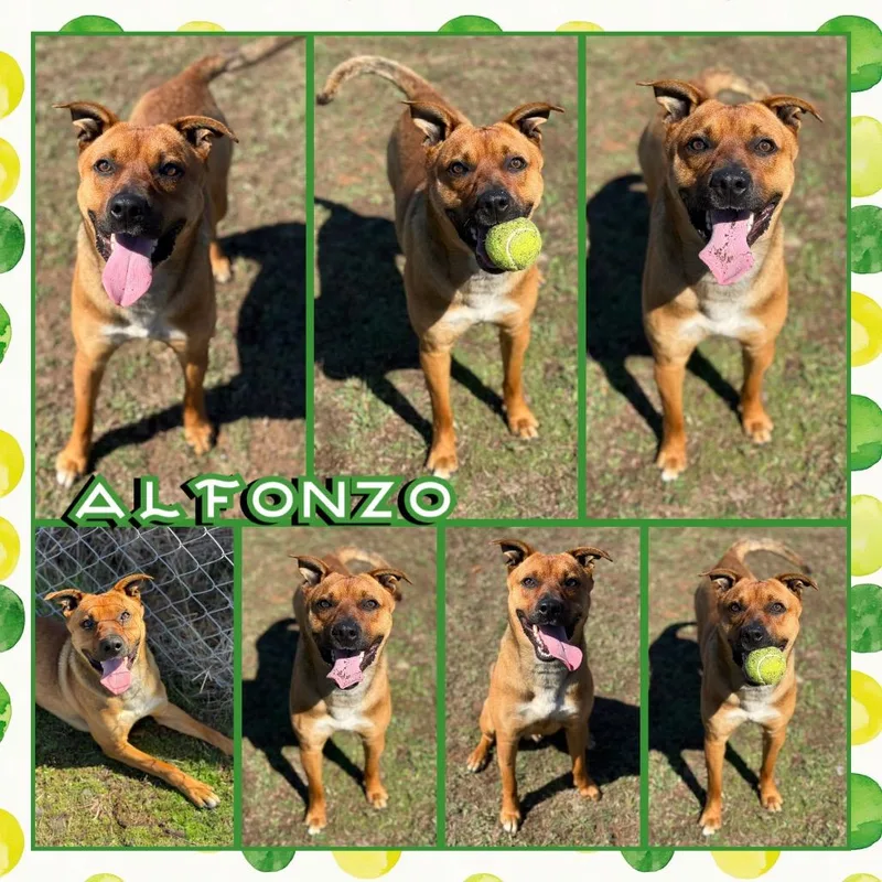 A young medium-sized male Red / Chestnut / Orange Pit Bull Terrier dog named Alfonzo for adoption in Fort Smith, AR