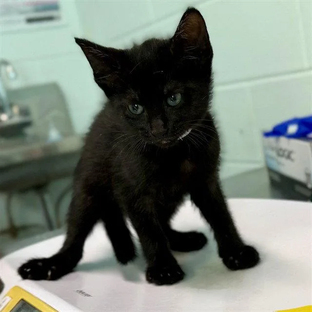 A baby small-sized female Domestic Short Hair cat named Jane for adoption in Tavares, FL