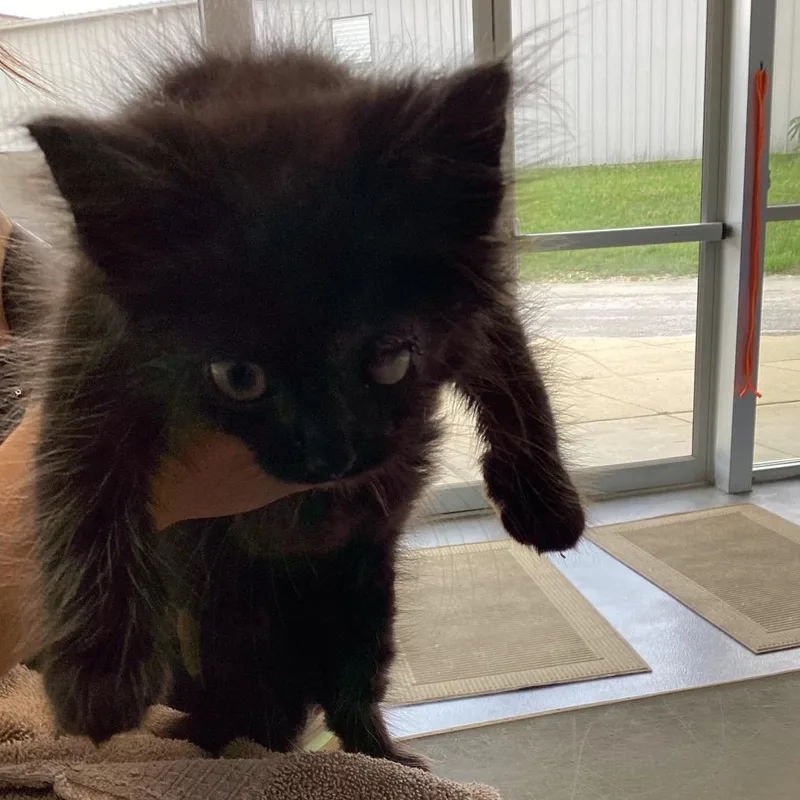 A baby small-sized male Black Domestic Short Hair cat named Henry for adoption in Montgomery, AL