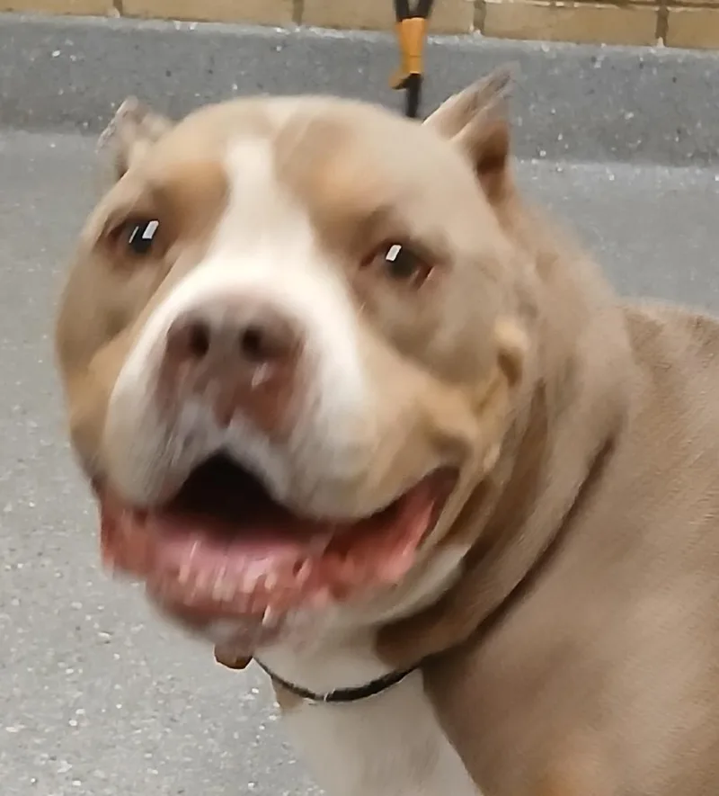 Bruno