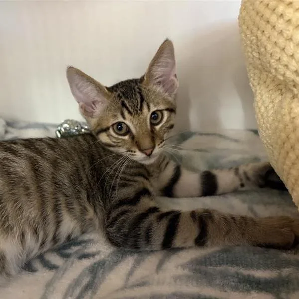 Mr. Sweetie