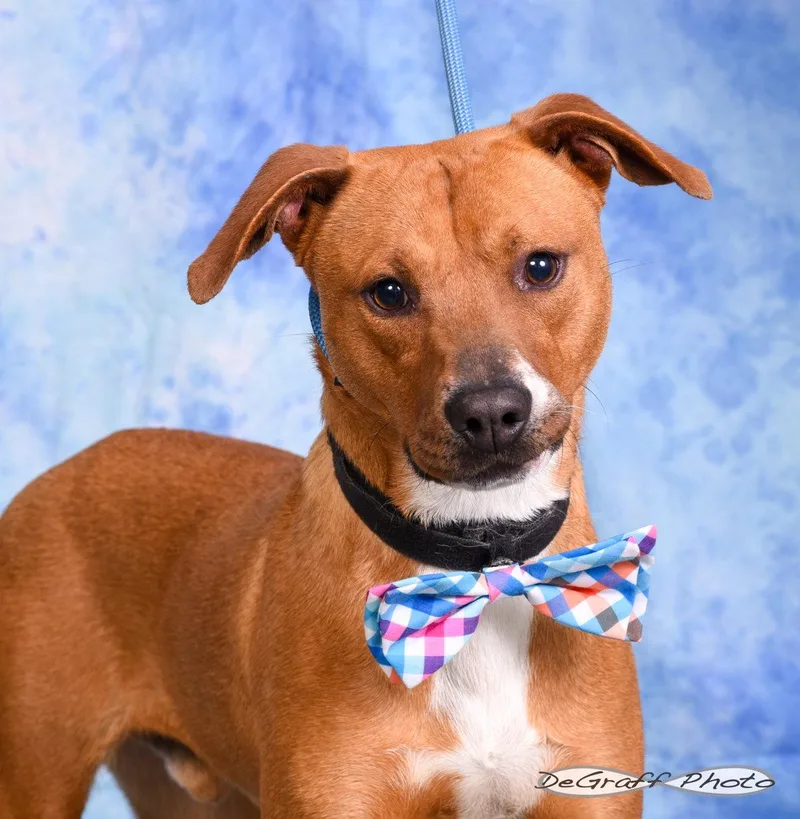 An adult large-sized male Labrador Retriever dog named Carmelo for adoption in Pittsboro, NC