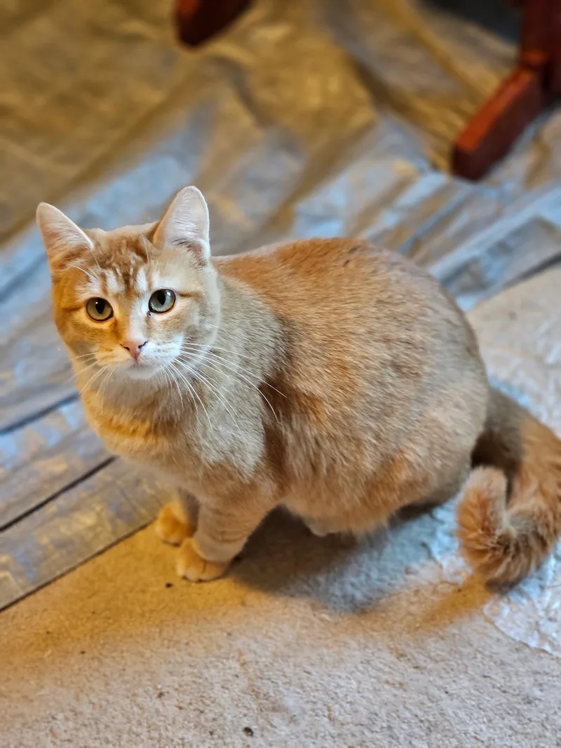 A young medium-sized female Orange / Red Domestic Short Hair cat named Ariana Grande for adoption in Kenosha, WI