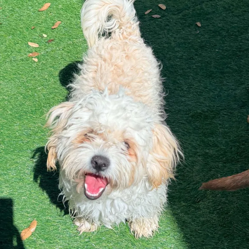 Milo Felipe Ssp thumbnail 2