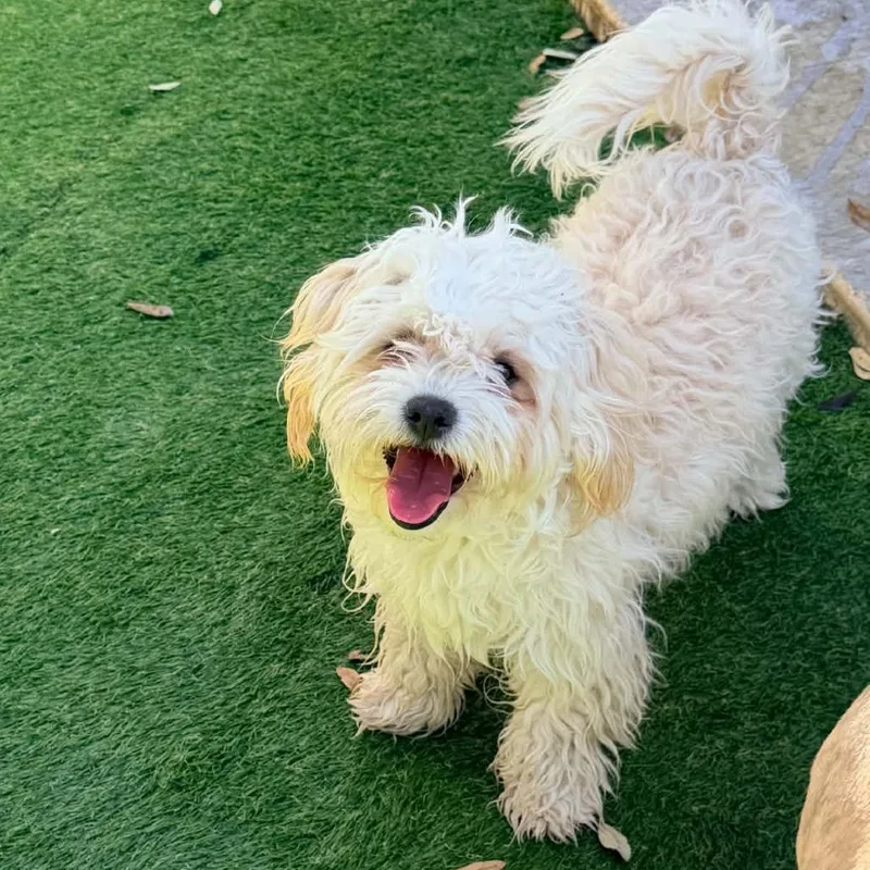 Milo Felipe Ssp thumbnail 3