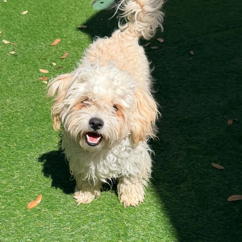 Milo Felipe Ssp thumbnail 4