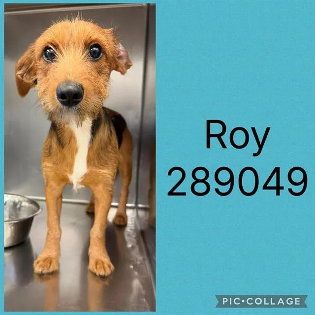 A young small-sized male Mixed Breed dog named Roy for adoption in Macon, GA
