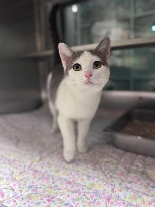 An adult medium-sized female Gray / Blue / Silver Domestic Short Hair cat named Emery for adoption in Disputanta, VA