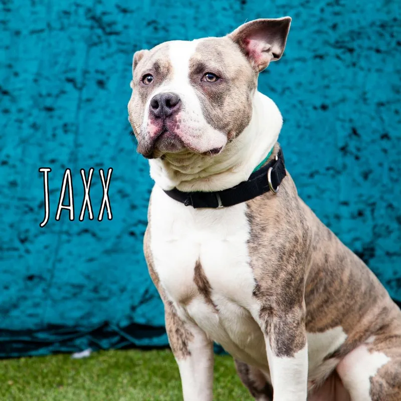 Jaxx thumbnail 6