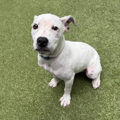 A young medium-sized female Pit Bull Terrier dog named June Bug for adoption in Bellevue, WA