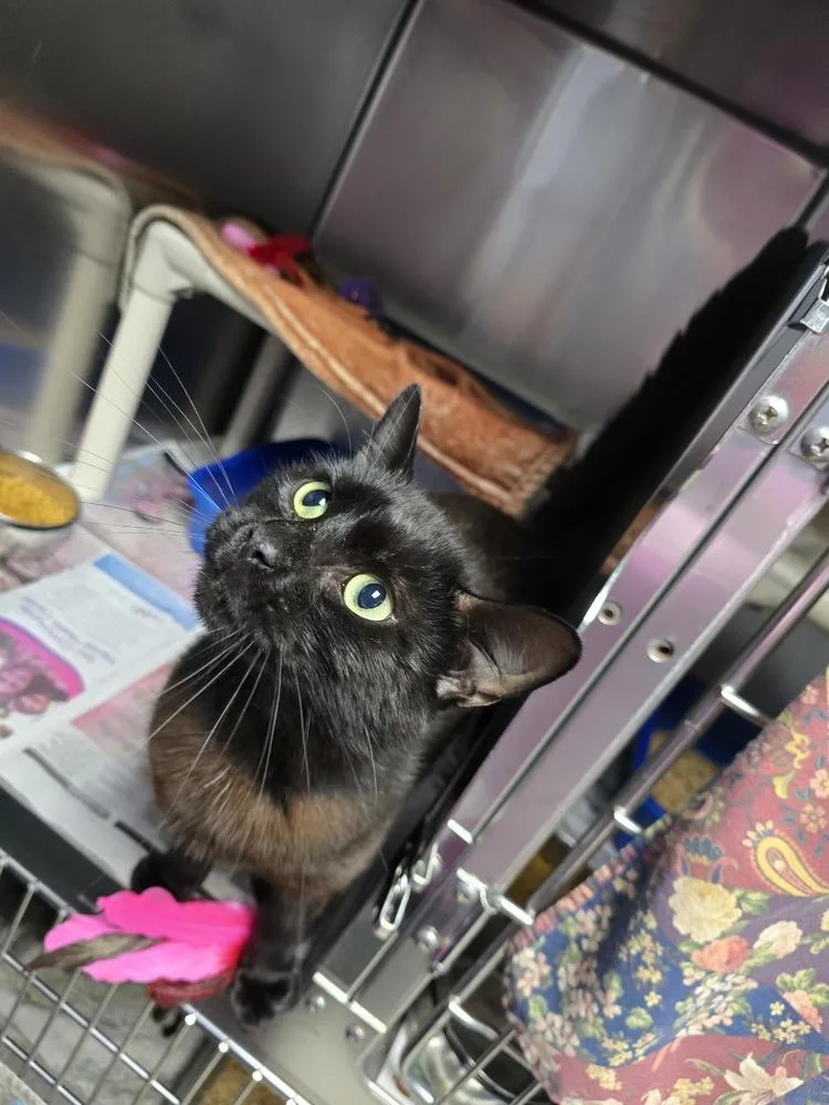 An adult small-sized male Black Domestic Short Hair cat named Gizzy for adoption in Evansville, IN