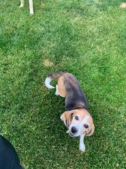 Marble Rye